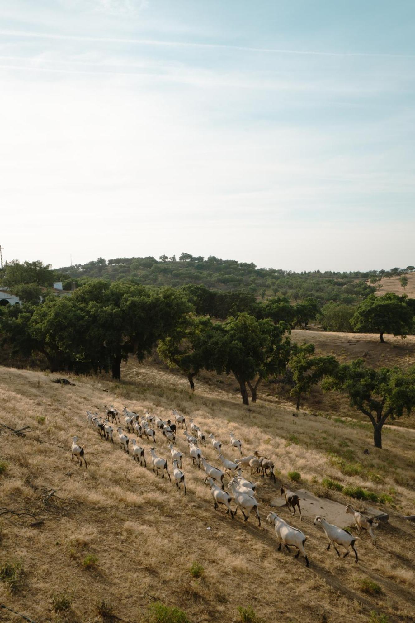 Herdade Vale De Cabras Portel Bagian luar foto
